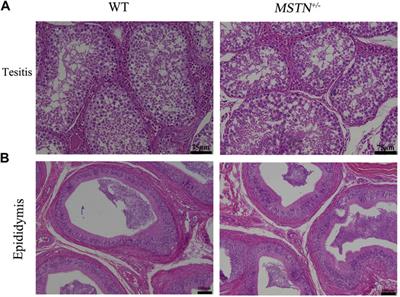 <mark class="highlighted">Viscera</mark> Characteristics of MSTN-Edited Heterozygous Pigs
